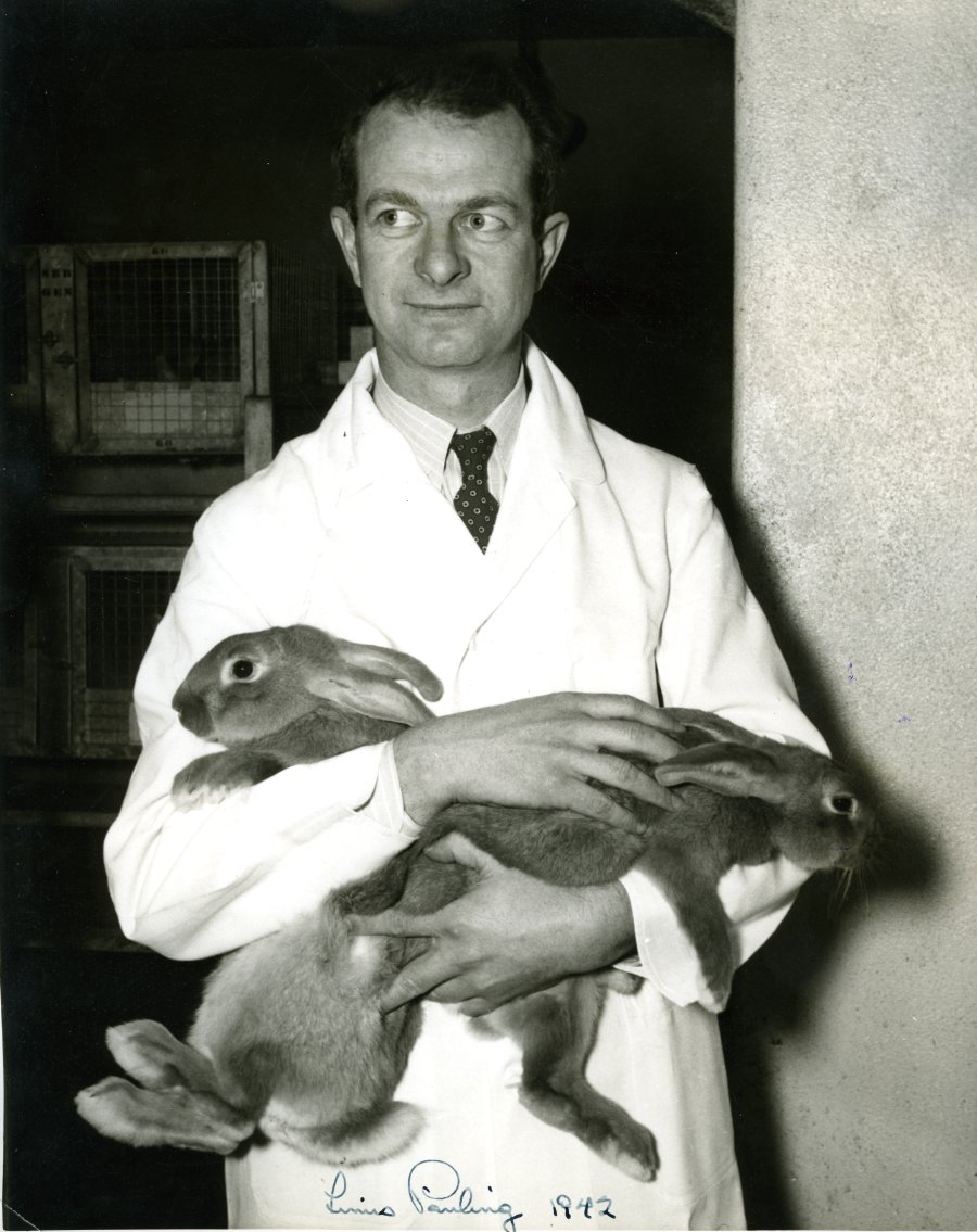 Linus Pauling holding two laboratory rabbits. Use by permission of: Special Collections & Archives Research Center at Oregon State University. 